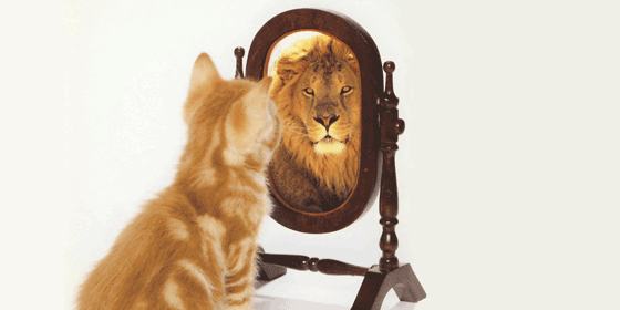 Cat looking in the mirror